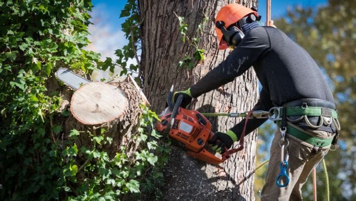 An image of Tree Services in Orangevale, CA