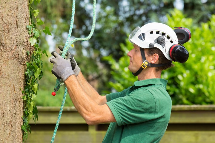 An image of Tree Trimming in Orangevale, CA